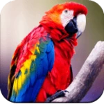 parrot wallpapers 4k android application logo